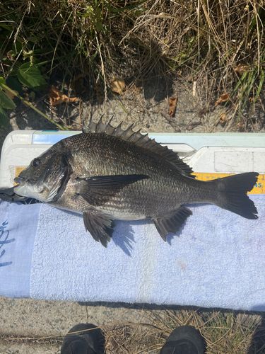 クロダイの釣果