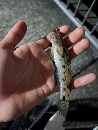 ウロハゼの釣果