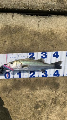 シーバスの釣果