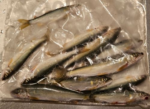 アユの釣果