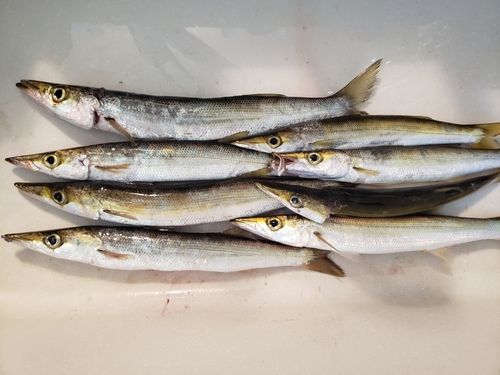 アカカマスの釣果