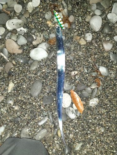 タチウオの釣果