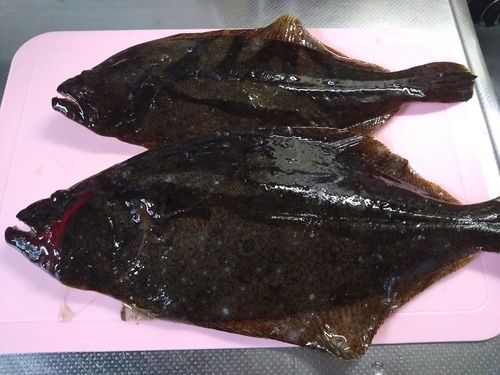 ヒラメの釣果