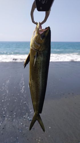 シイラの釣果