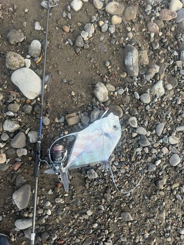 イトヒキアジの釣果