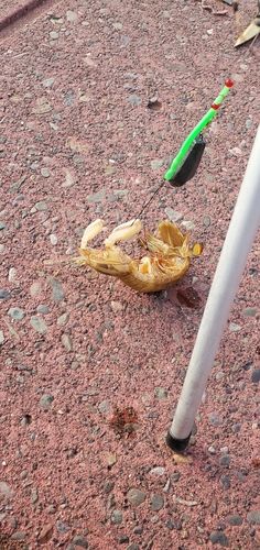 シャコの釣果