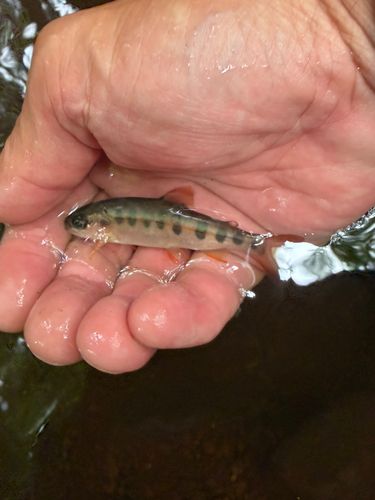 ヤマメの釣果