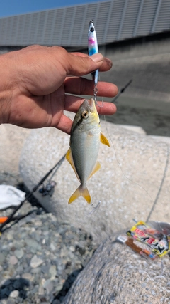 ショゴの釣果