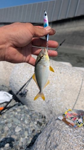 ショゴの釣果