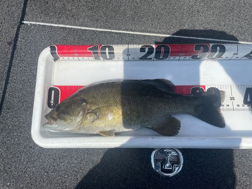 スモールマウスバスの釣果
