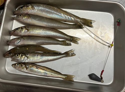 シロギスの釣果