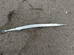 ダツの釣果