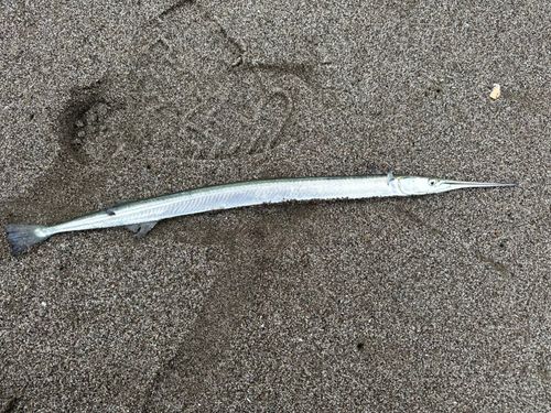 ダツの釣果