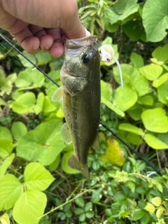 ラージマウスバスの釣果
