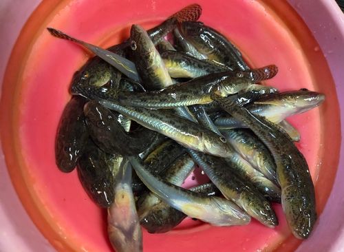ハゼの釣果