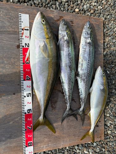 ワラサの釣果