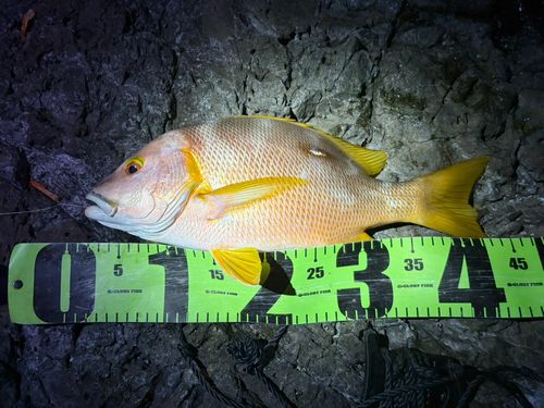 シブダイの釣果