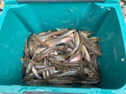 ハゼの釣果