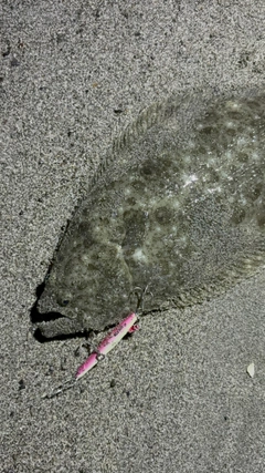 ソゲの釣果