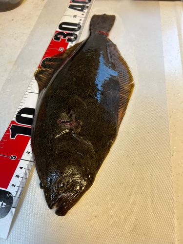 ソゲの釣果