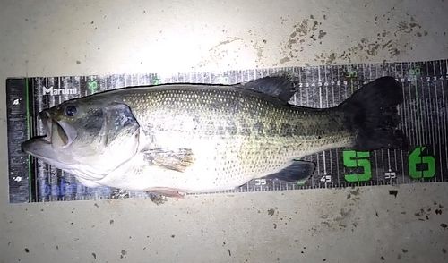 ラージマウスバスの釣果