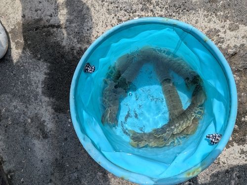 シャコの釣果