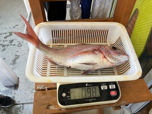 マダイの釣果