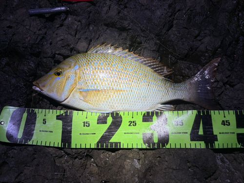 タマンの釣果