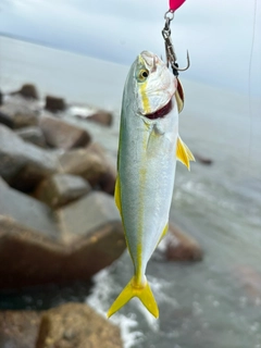 ワカシの釣果