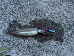 スルメイカの釣果