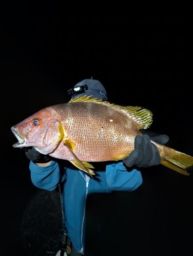 シブダイの釣果