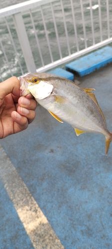 ショゴの釣果