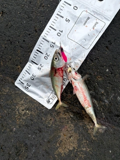 サバの釣果