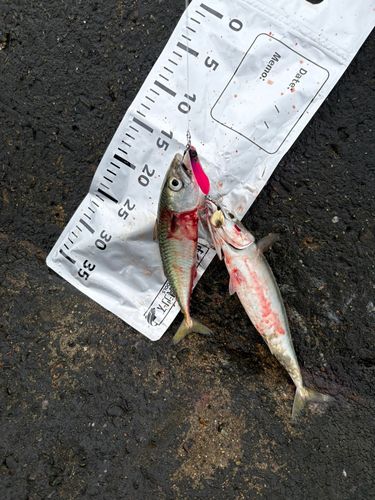 サバの釣果