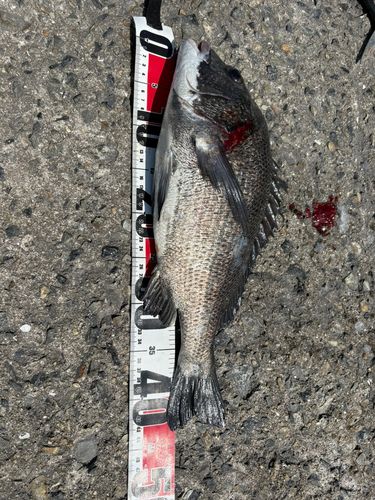 チヌの釣果