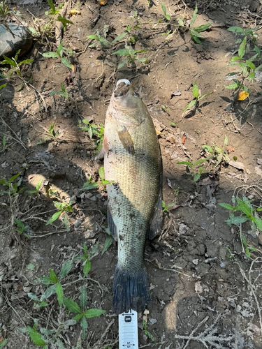 ブラックバスの釣果