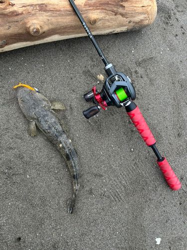 マゴチの釣果
