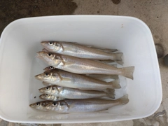 キスの釣果