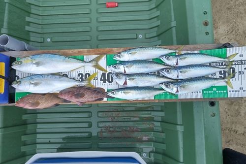 フクラギの釣果