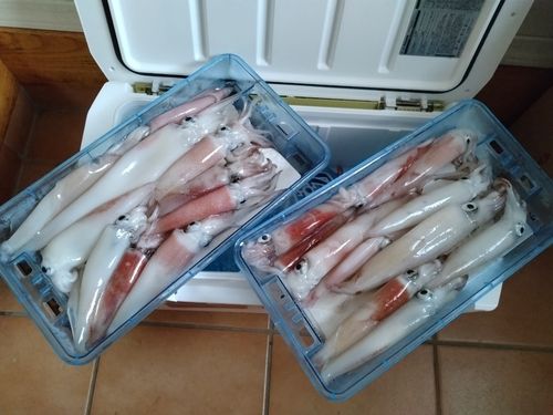 アカイカの釣果
