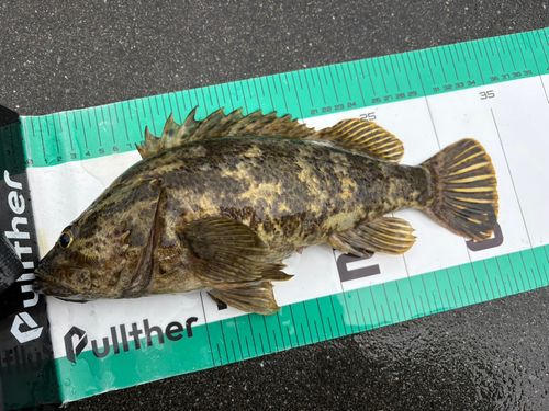 タケノコメバルの釣果