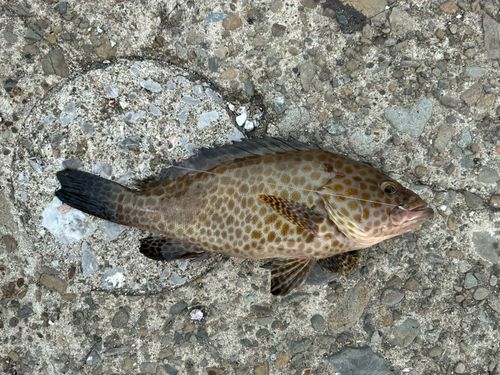 オオモンハタの釣果