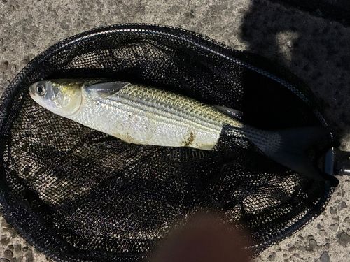 ボラの釣果