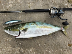 ワラサの釣果