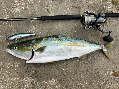 ワラサの釣果