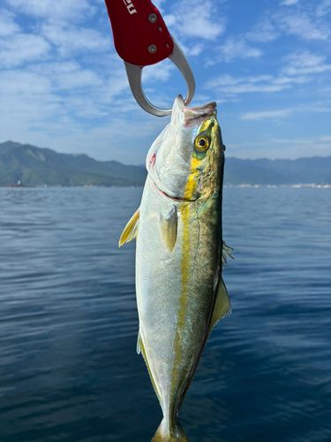 ツバスの釣果