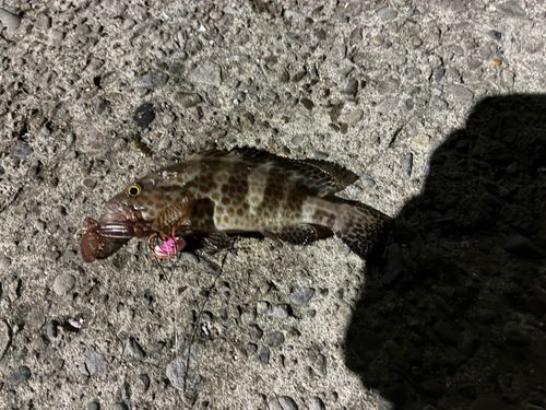 オオモンハタの釣果