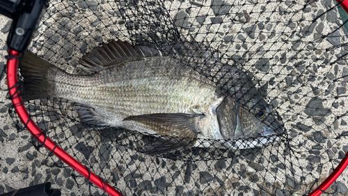 ヘダイの釣果