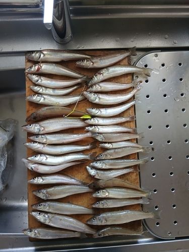 シロギスの釣果