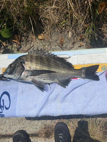 クロダイの釣果